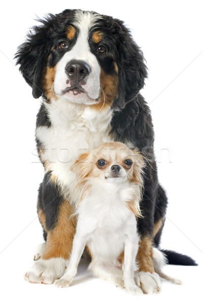 Cucciolo cane ritratto bovaro del bernese giovani studio Foto d'archivio © cynoclub