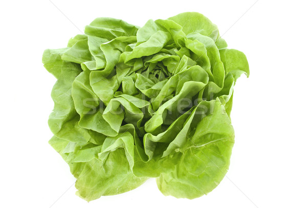 lettuce  Stock photo © cynoclub