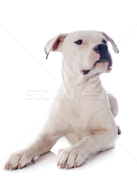 Welpen American Bulldog weiß Hund Tier Studio Stock foto © cynoclub