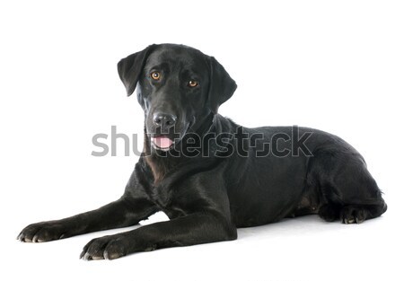 [[stock_photo]]: Vieux · labrador · retriever · blanche · portrait · noir · studio