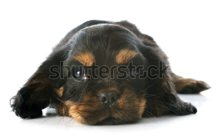 puppy cavalier king charles Stock photo © cynoclub