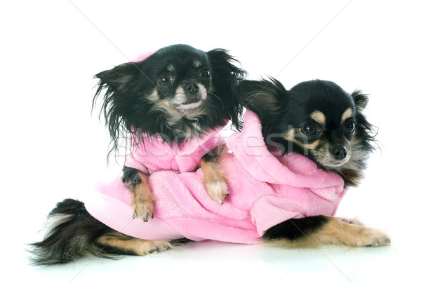 [[stock_photo]]: Chien · chiens · blanche · animal · fond · blanc