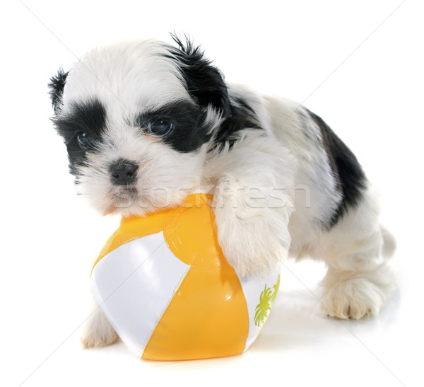 Stock photo: puppy shih tzu