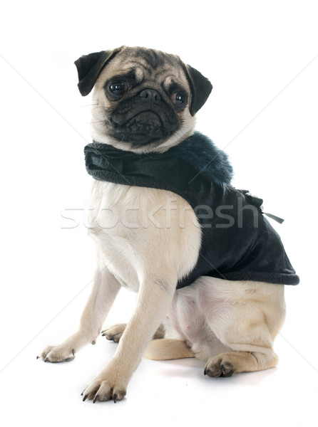 dressed puppy pug Stock photo © cynoclub
