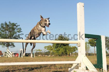 Jumping olandez cioban câine dog training Imagine de stoc © cynoclub