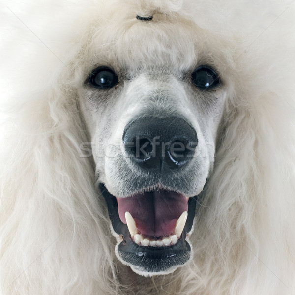 Beyaz standart kaniş evcil hayvan Stok fotoğraf © cynoclub