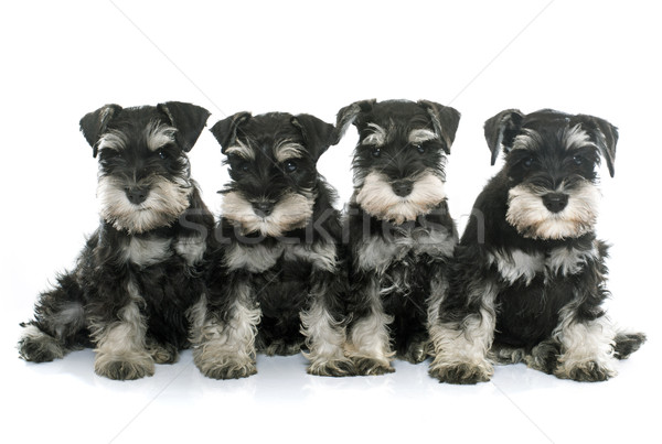 Cuccioli miniatura schnauzer bianco cane nero Foto d'archivio © cynoclub