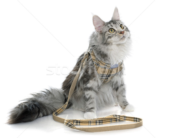 maine coon cat and harness Stock photo © cynoclub