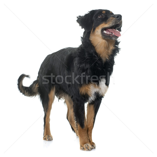 Stockfoto: Jonge · zwarte · hond · studio · puppy