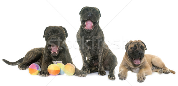 Foto stock: Touro · mastim · estúdio · branco · cão