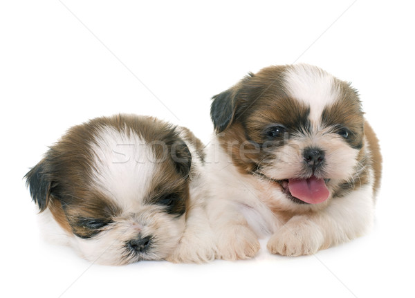 puppies shih tzu Stock photo © cynoclub