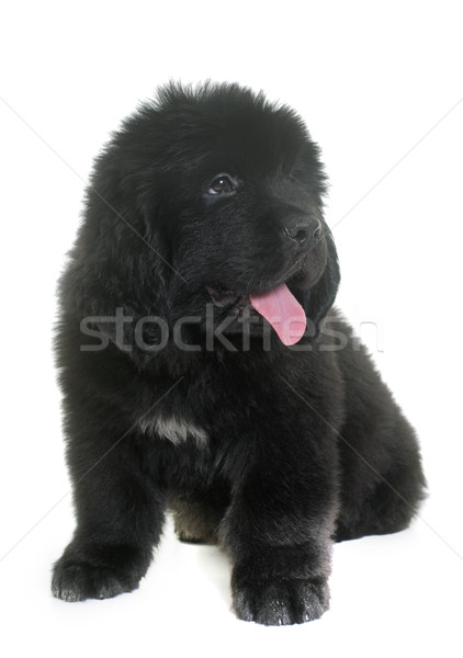 Chiot terre-neuve chien blanche noir [[stock_photo]] © cynoclub