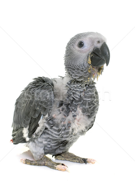 baby gray parrot Stock photo © cynoclub