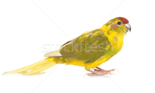 Aves loro amarillo aislado fondo blanco colorido Foto stock © cynoclub