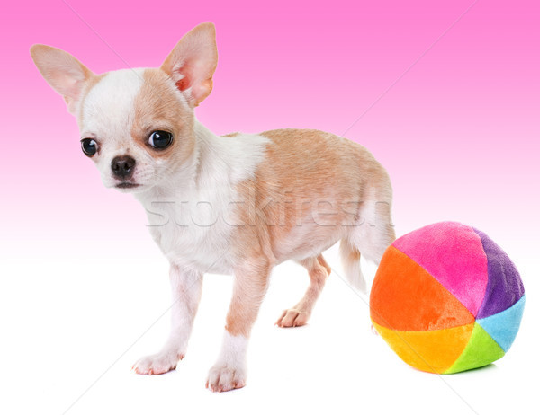 puppy chihuahua in studio Stock photo © cynoclub