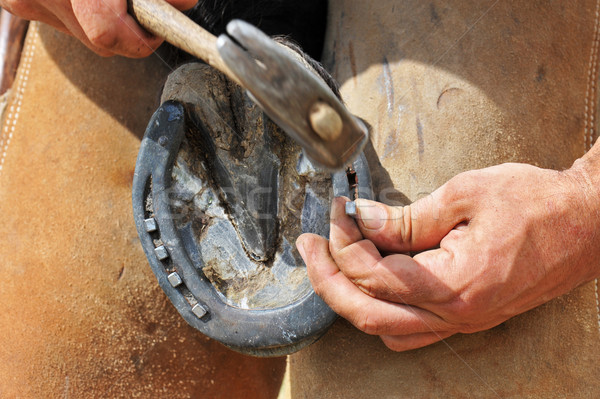 farrier Stock photo © cynoclub
