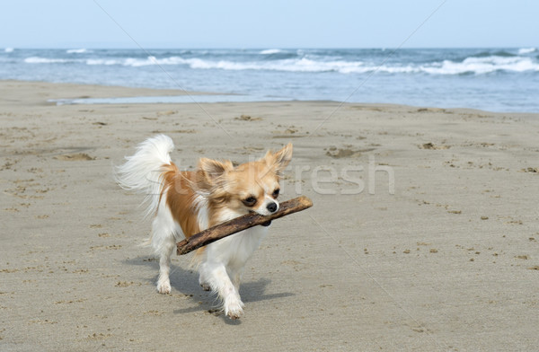 Foto stock: Playa · retrato · cute · jugando · palo