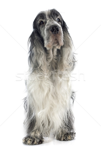 cocker spaniel Stock photo © cynoclub