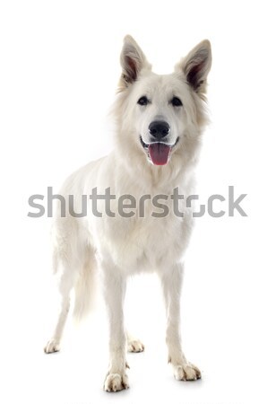 Pasterz biały psa zwierząt Zdjęcia stock © cynoclub
