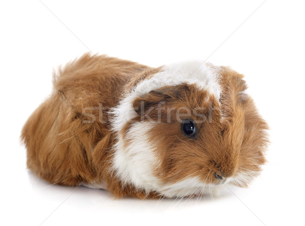 young Guinea pig Stock photo © cynoclub