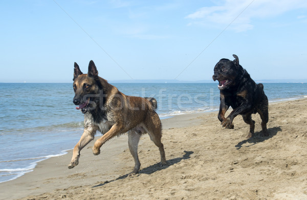 Zdjęcia stock: Gry · psów · rottweiler · owczarek · belgijski · plaży · morza