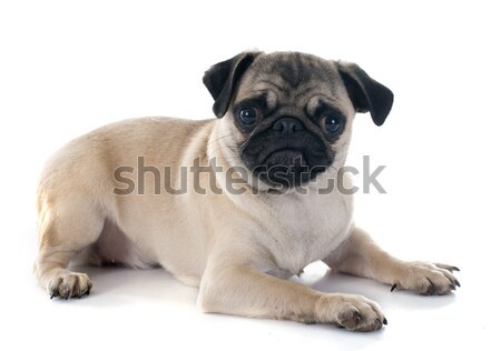 puppy pug Stock photo © cynoclub
