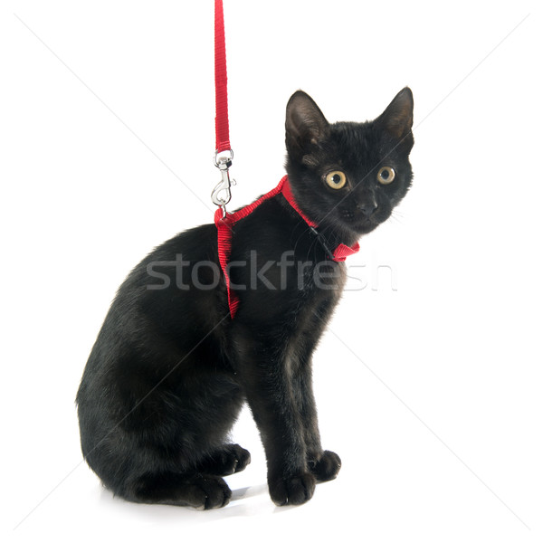 black kitten and harness Stock photo © cynoclub