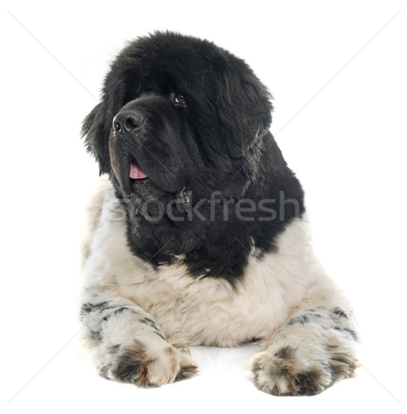 Felnőtt Újfundland kutya fehér fekete Stock fotó © cynoclub