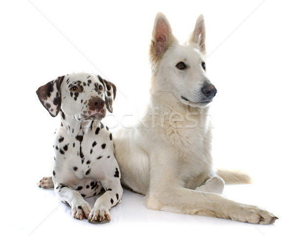 Stock photo: swiss shepherd and dalmatian