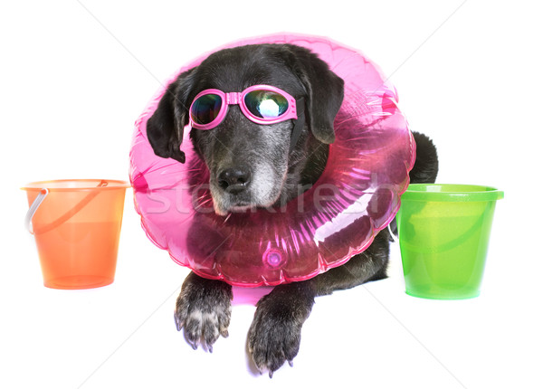 old labrador retriever in holidays Stock photo © cynoclub