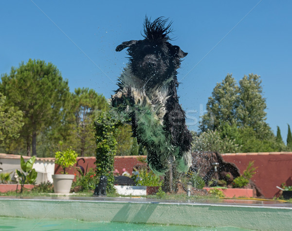 Neufundländer Hund Schwimmbad Erwachsenen Wasser Sonne Stock foto © cynoclub