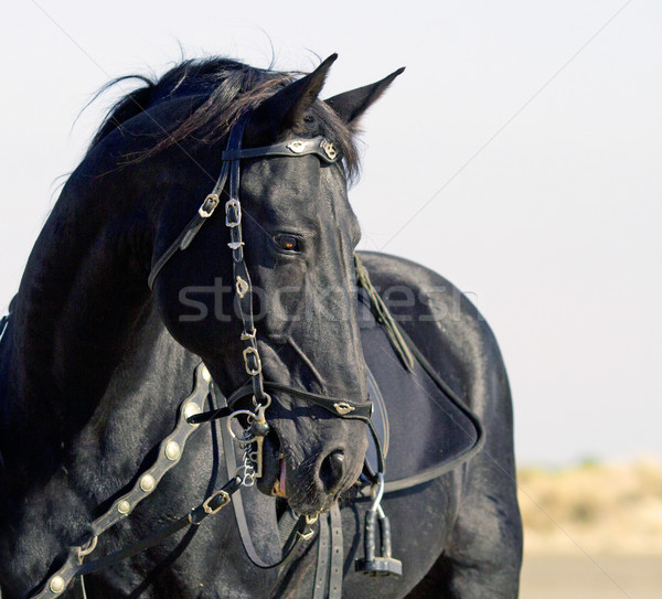 Stock photo: black horse on the beach