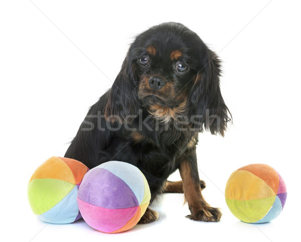 puppy cavalier king charles Stock photo © cynoclub