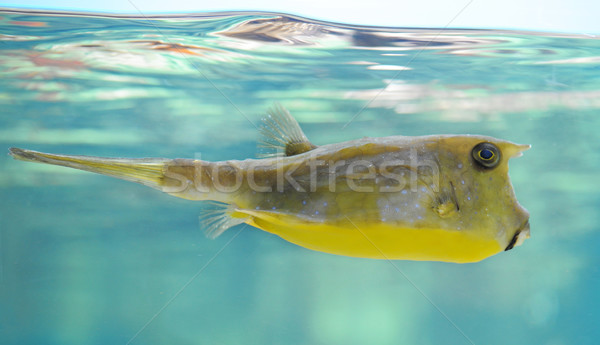 longhorn cowfish Stock photo © cynoclub