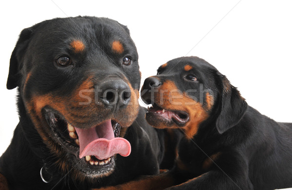 Foto stock: Dos · retrato · adulto · rottweiler · cachorro · perro