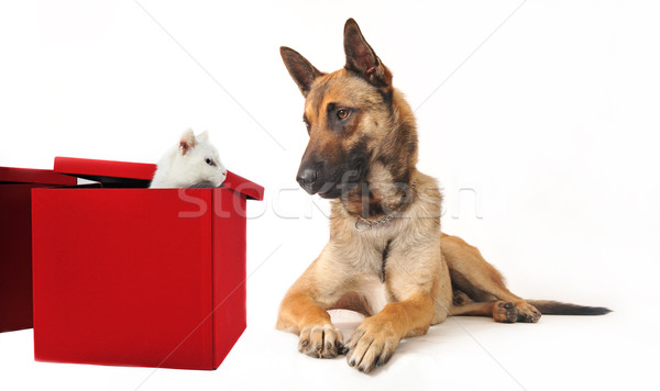 malinois and kitten Stock photo © cynoclub