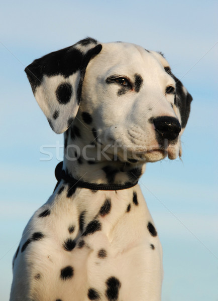 dalmatian puppy Stock photo © cynoclub