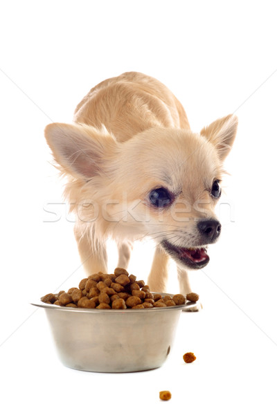 Kutyakölyök étel tál fajtiszta eszik kutya Stock fotó © cynoclub