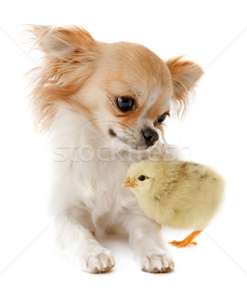 chihuahua and chick Stock photo © cynoclub