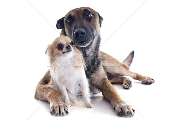 malinois and chihuahua Stock photo © cynoclub