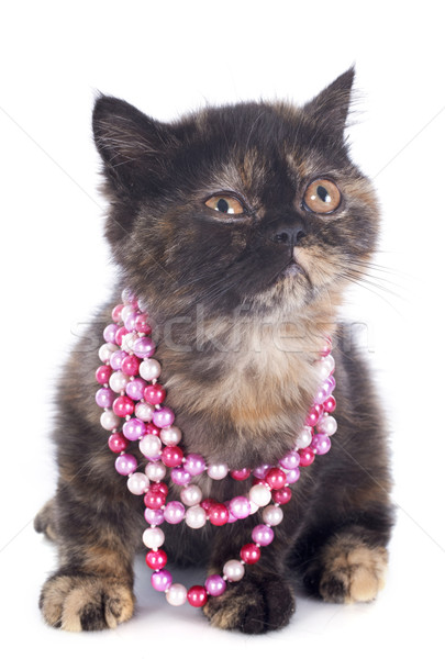 Exotic Shorthair kitten Stock photo © cynoclub