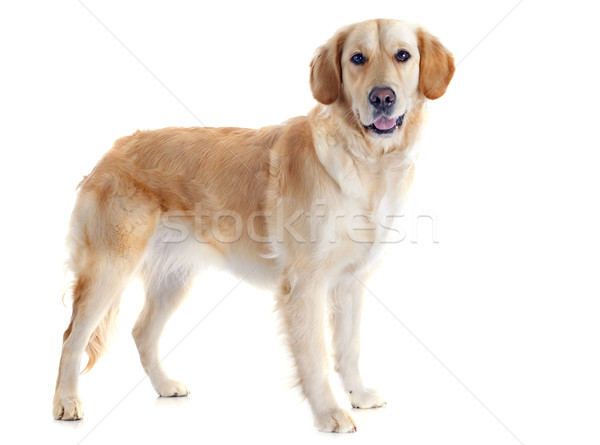 Golden retriever witte hond studio huisdier Stockfoto © cynoclub