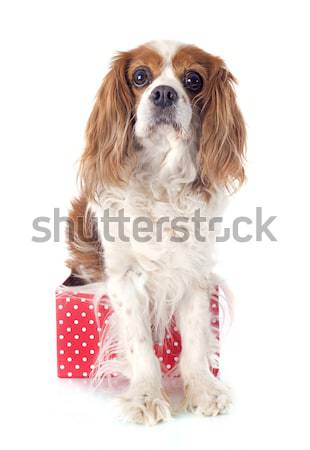 Stock photo: cavalier king charles