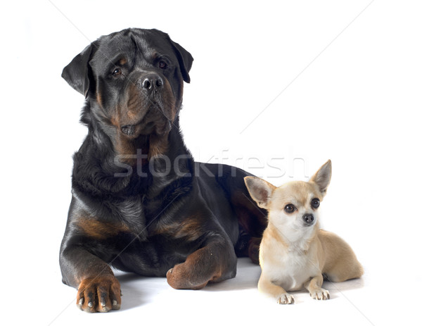 Rottweiler adulto perro amigos masculina mascota Foto stock © cynoclub