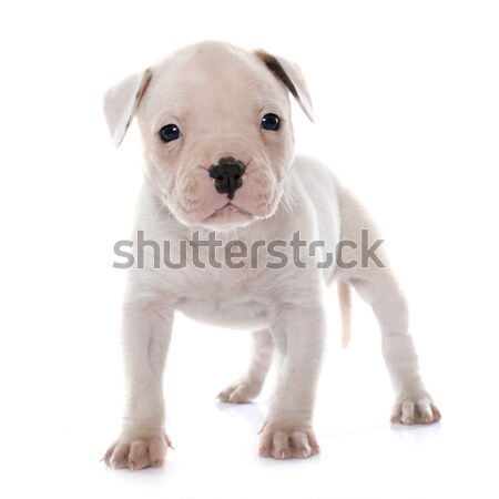Cucciolo american bulldog bianco cane animale studio Foto d'archivio © cynoclub