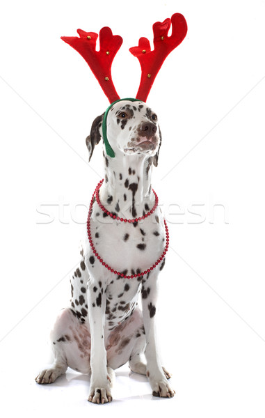 Femminile dalmata giovani bianco cucciolo Foto d'archivio © cynoclub