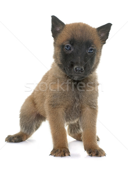 puppy belgian shepherd malinois Stock photo © cynoclub