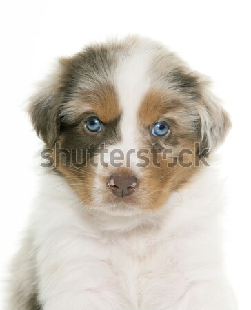 Marrom australiano pastor branco cão jovem Foto stock © cynoclub