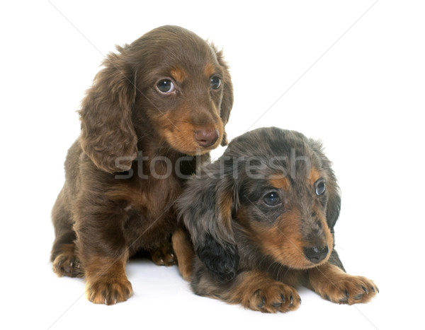 puppies dachshund  in studio Stock photo © cynoclub