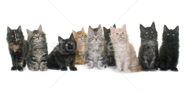 [[stock_photo]]: Maine · chaton · blanche · chat · noir · studio